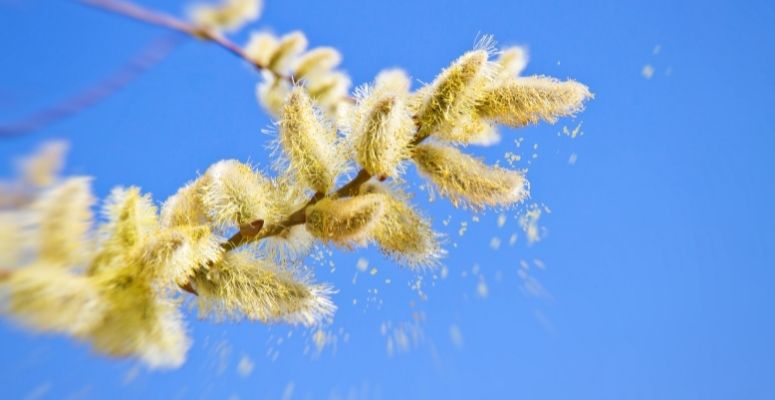 pollen cause allergy pollen cause allergy